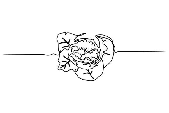 Cauliflower One Continuous Line Graphics & Illustrations